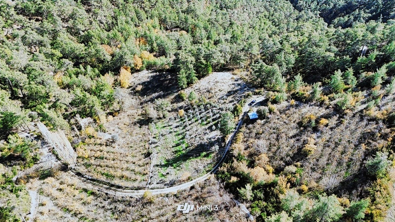 Bütçenize Uygun Müstakil Tapulu Zeytin Bahçesi - Görsel 3