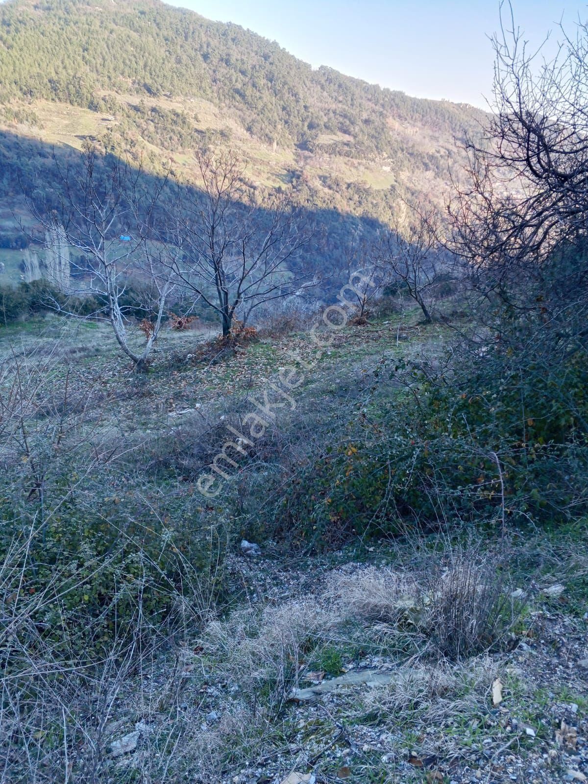 Era'dan Satılık Tarla Kestanelık Yuka - Görsel 10