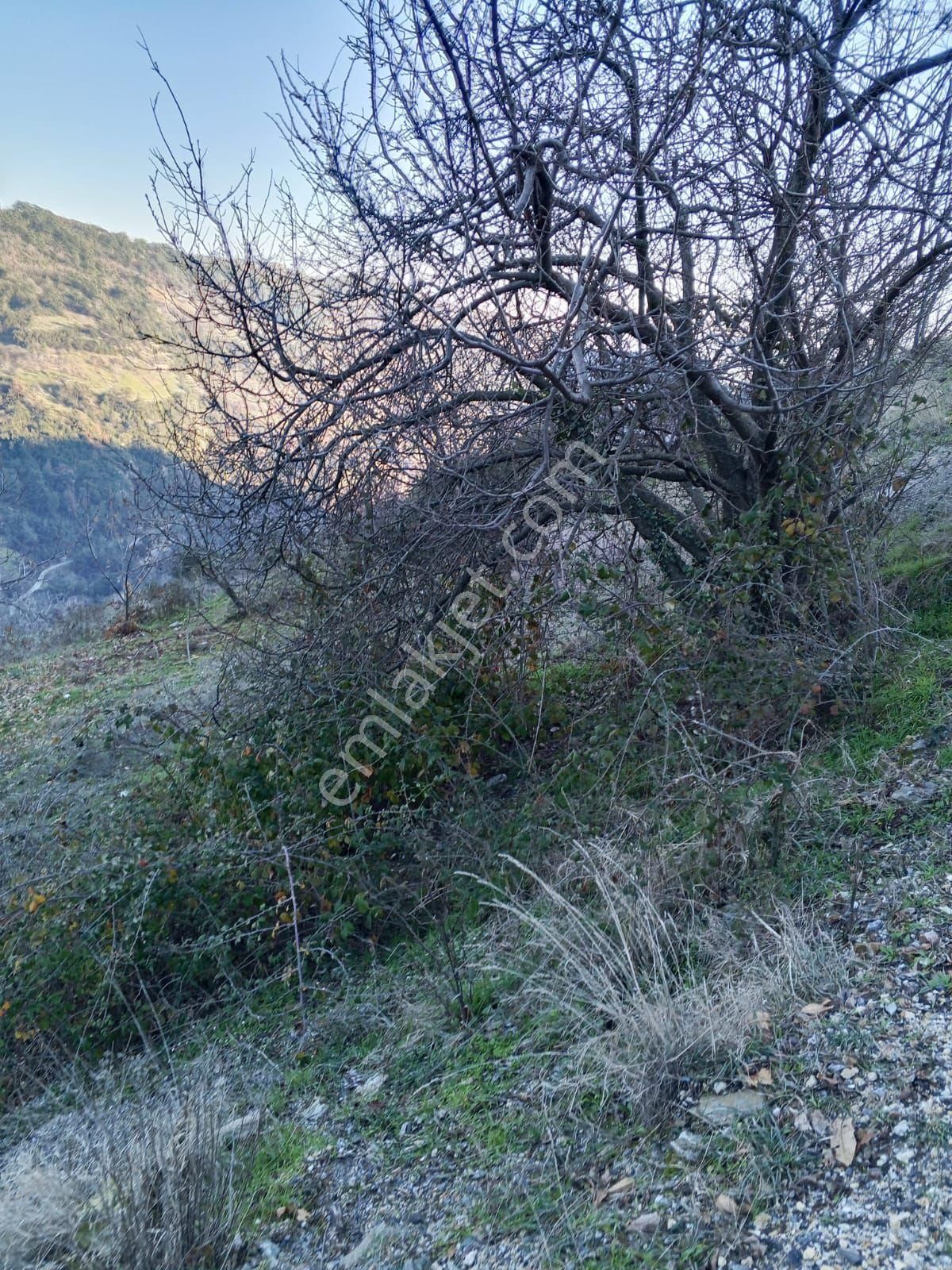 Era'dan Satılık Tarla Kestanelık Yuka - Görsel 5