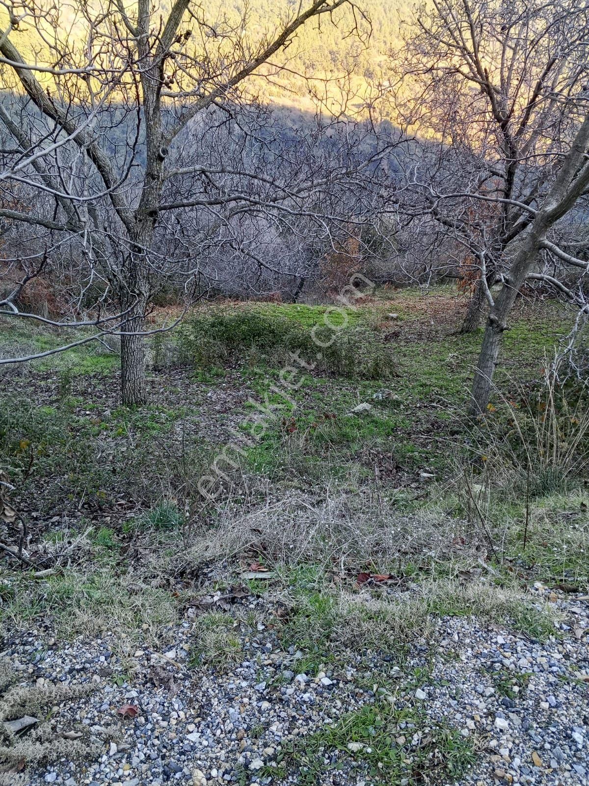 Era'dan Satılık Tarla Kestanelık Yuka