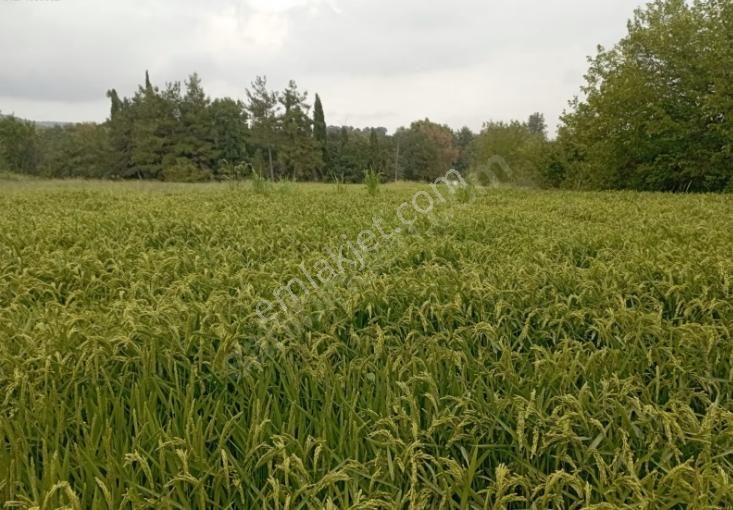 Çanakkale Lapseki Beypınar Köyünde Satılık 5468m Yatırımlık - Görsel 6
