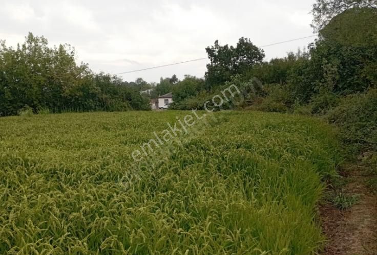 Çanakkale Lapseki Beypınar Köyünde Satılık 5468m Yatırımlık - Görsel 2