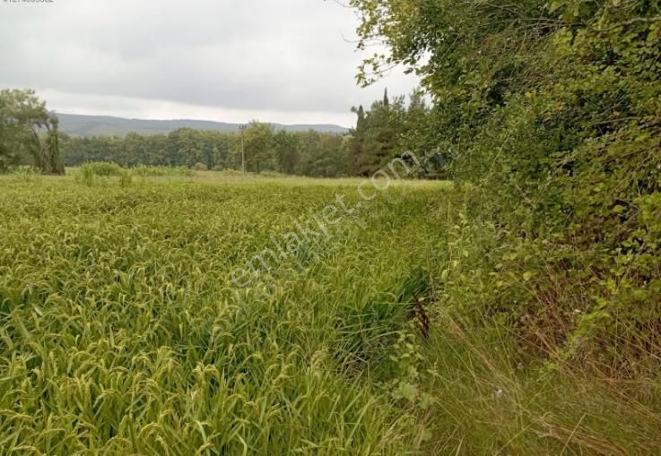 Çanakkale Lapseki Beypınar Köyünde Satılık 5468m Yatırımlık - Görsel 5