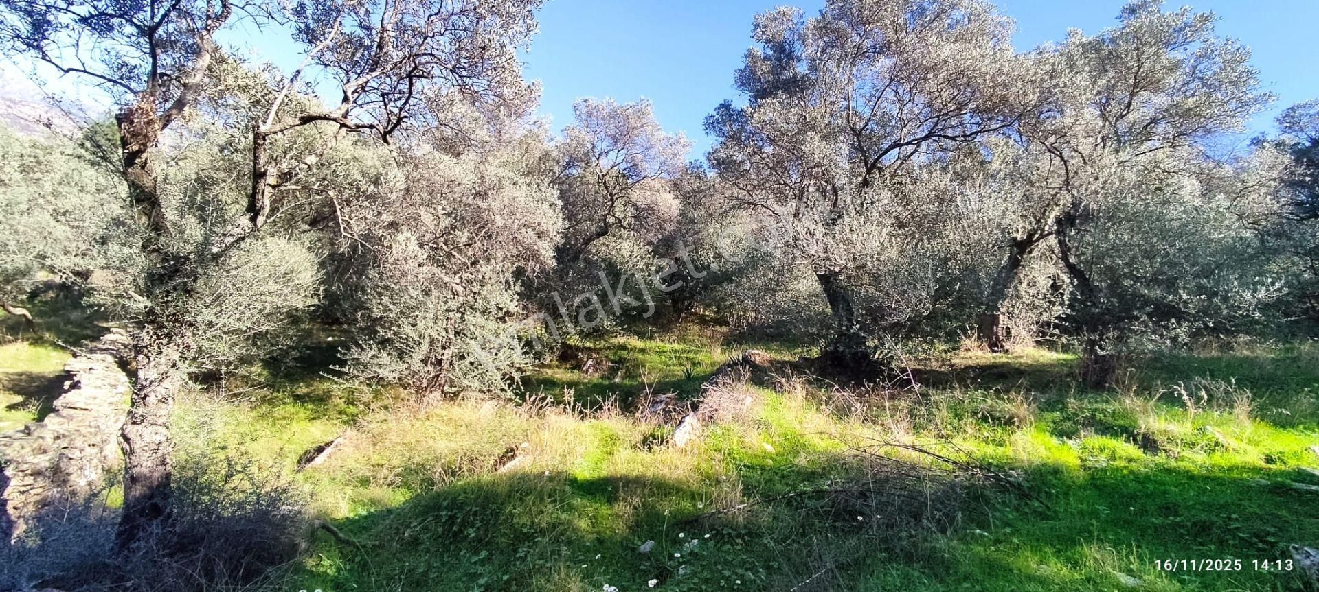 Muğla Milas Bafa'da Manzarası Güzel Köye Yakın 10.252 M2 Zeytinlik - Görsel 2