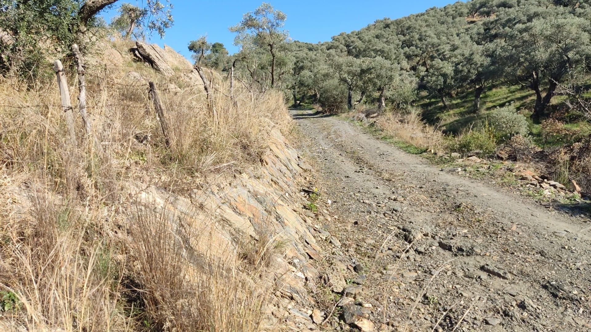 Muğla Milas Bafa'da Manzarası Güzel Köye Yakın 10.252 M2 Zeytinlik - Görsel 3