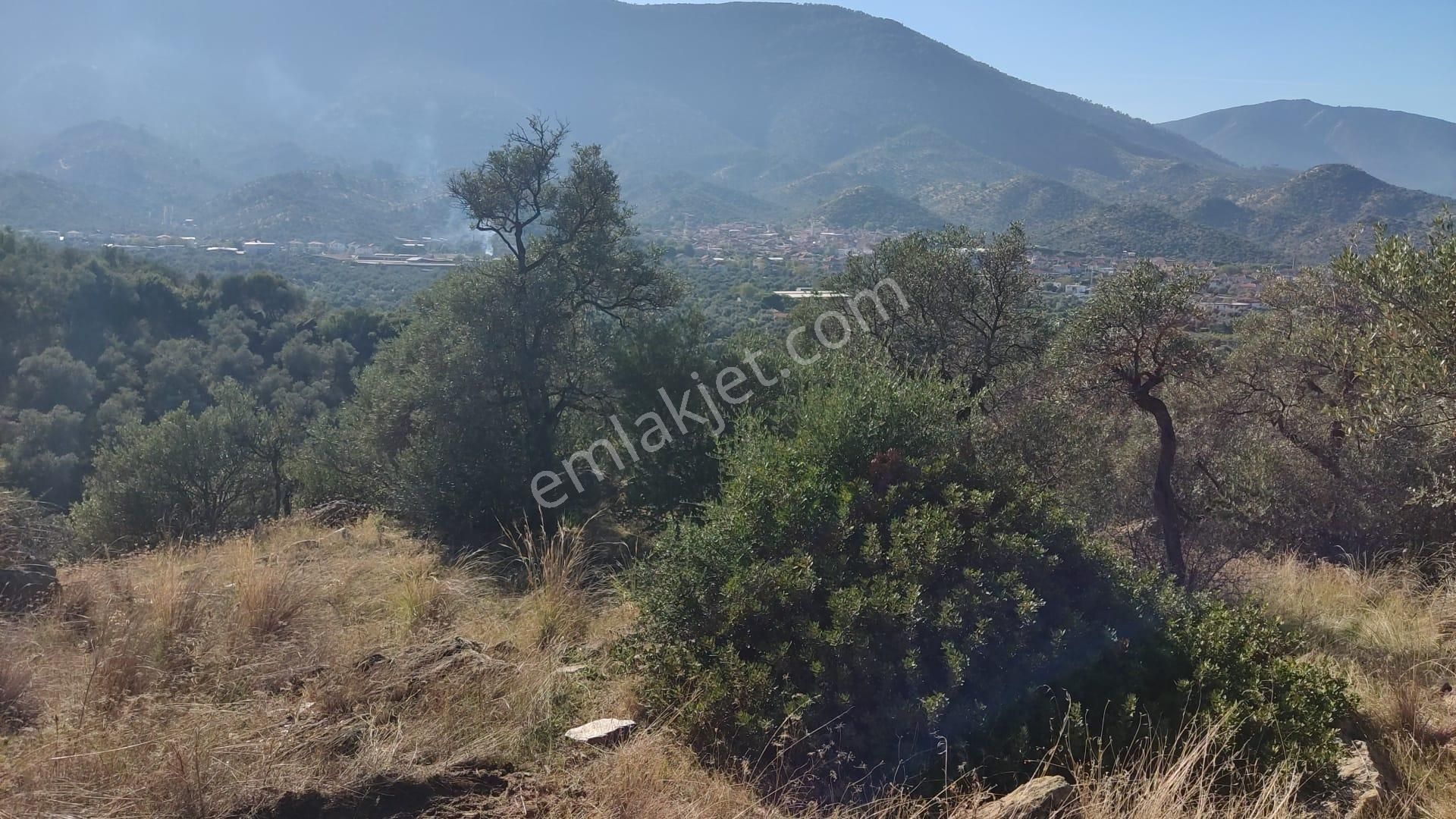 Muğla Milas Bafa'da Manzarası Güzel Köye Yakın 10.252 M2 Zeytinlik - Görsel 15