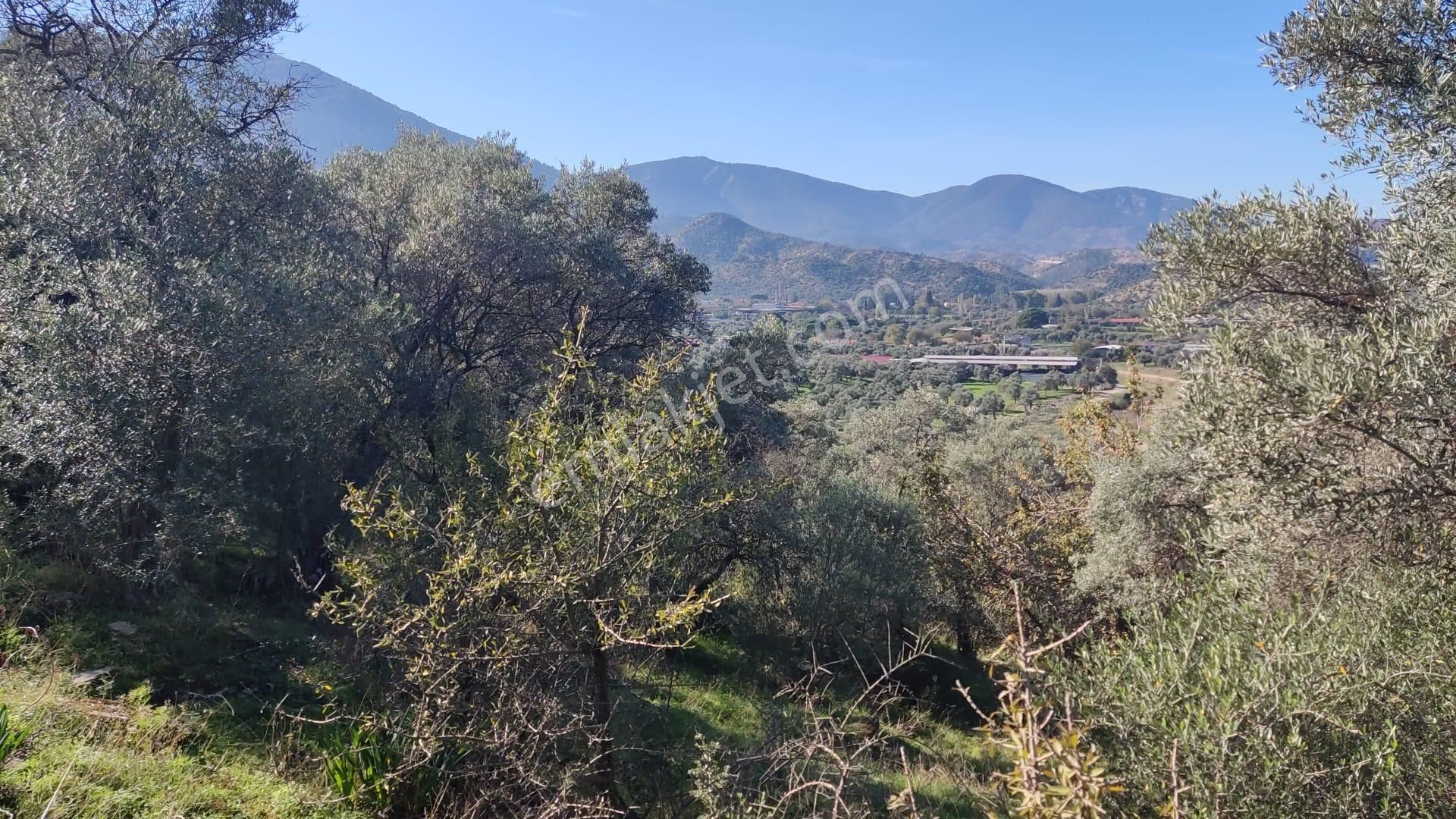 Muğla Milas Bafa'da Manzarası Güzel Köye Yakın 10.252 M2 Zeytinlik - Görsel 17