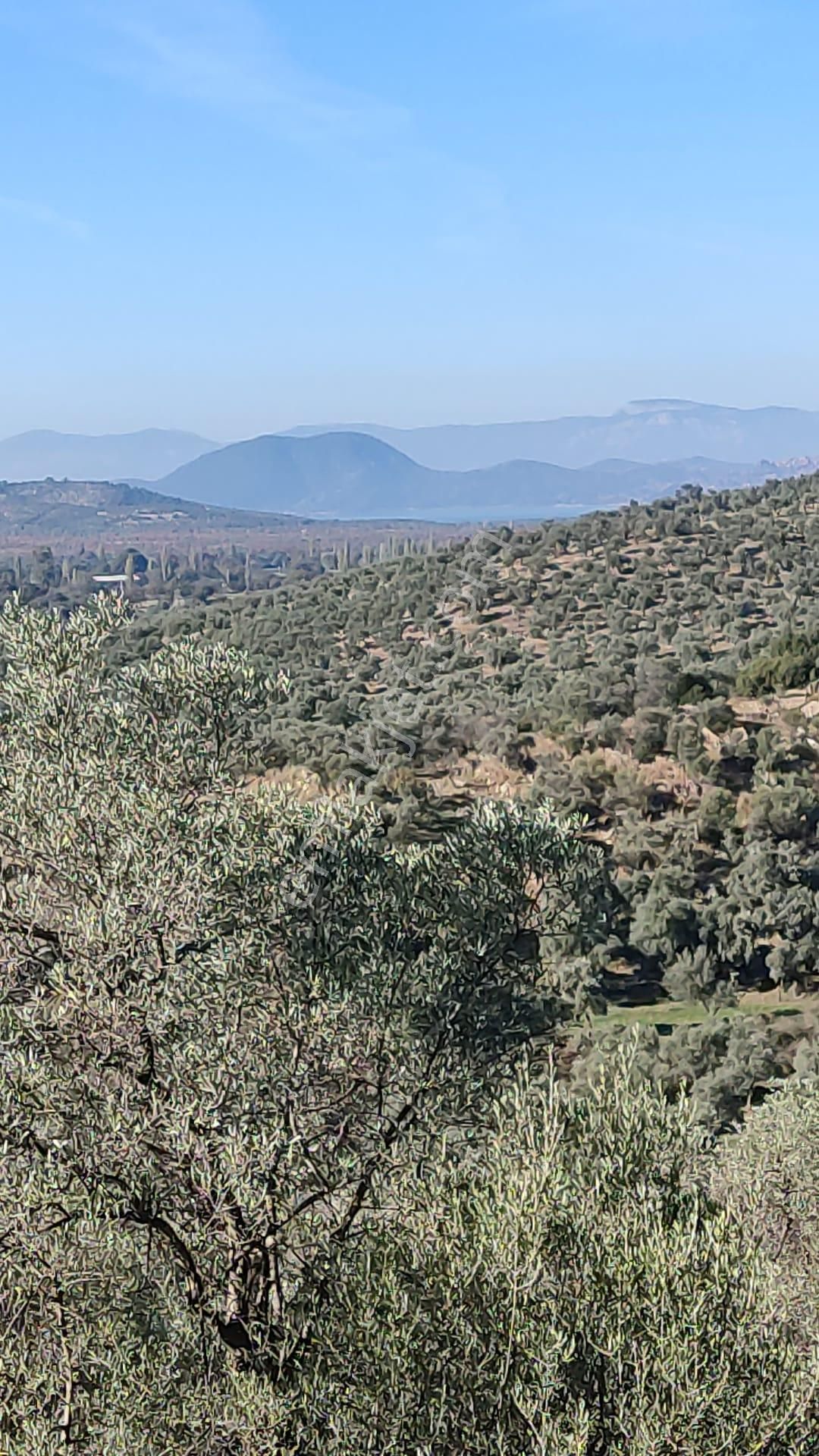 Muğla Milas Bafa'da Manzarası Güzel Köye Yakın 10.252 M2 Zeytinlik - Görsel 10