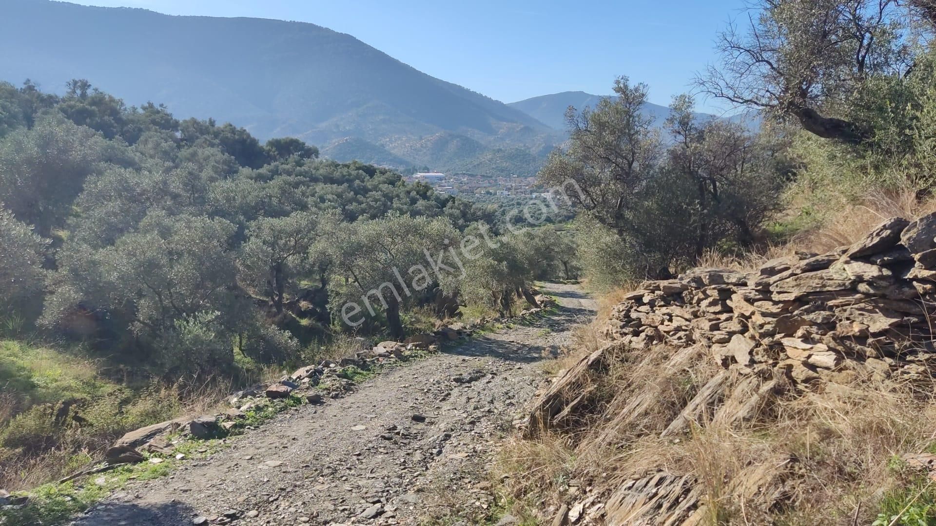 Muğla Milas Bafa'da Manzarası Güzel Köye Yakın 10.252 M2 Zeytinlik - Görsel 13
