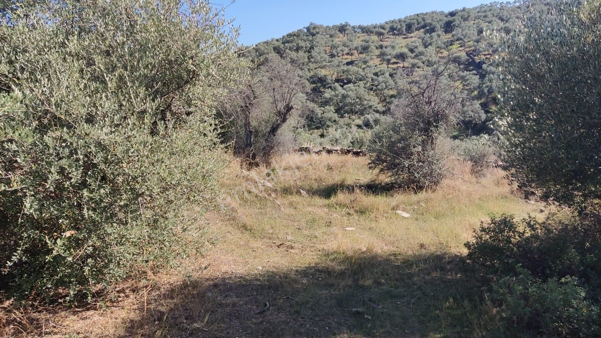 Muğla Milas Bafa'da Manzarası Güzel Köye Yakın 10.252 M2 Zeytinlik - Görsel 4