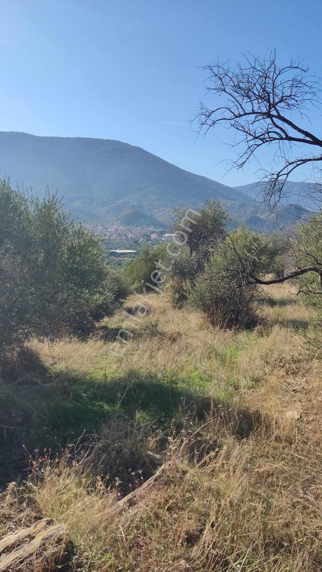 Muğla Milas Bafa'da Manzarası Güzel Köye Yakın 10.252 M2 Zeytinlik - Görsel 8