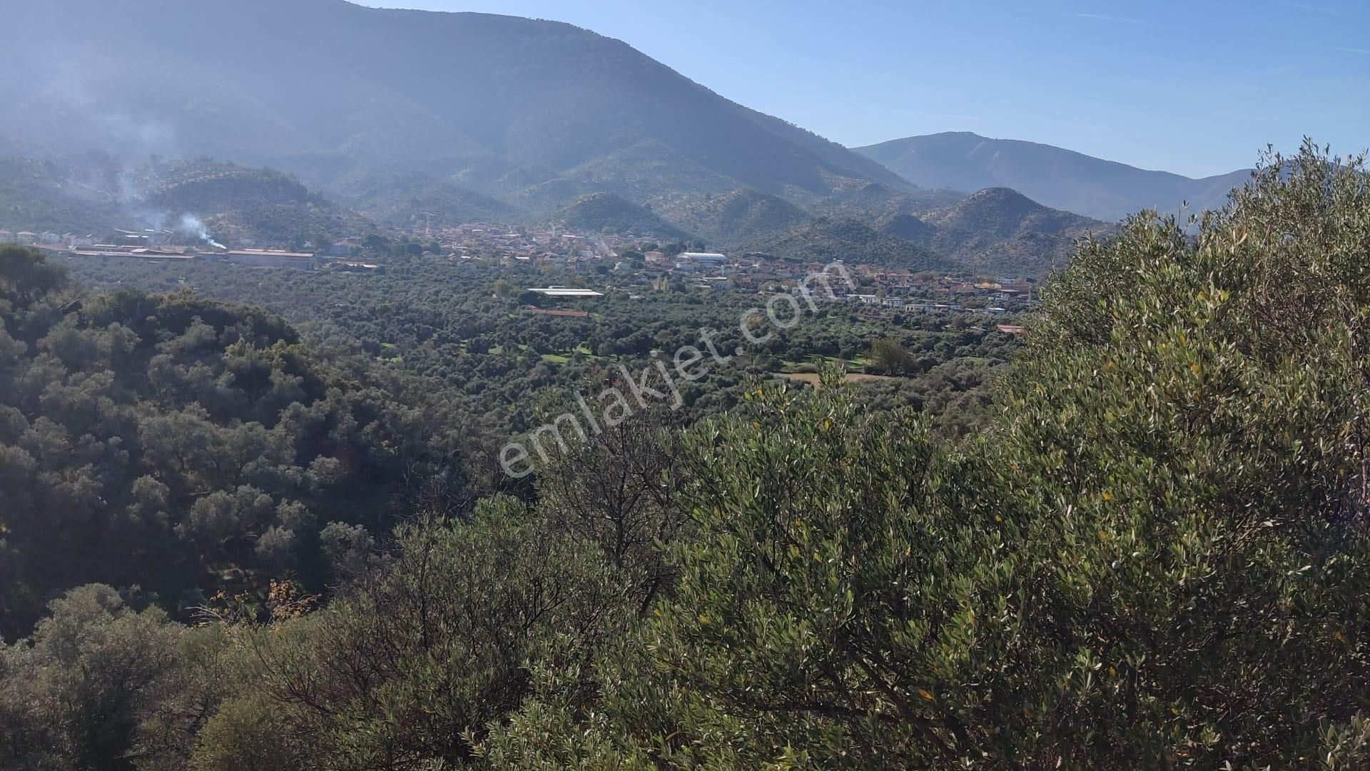 Muğla Milas Bafa'da Manzarası Güzel Köye Yakın 10.252 M2 Zeytinlik - Görsel 12