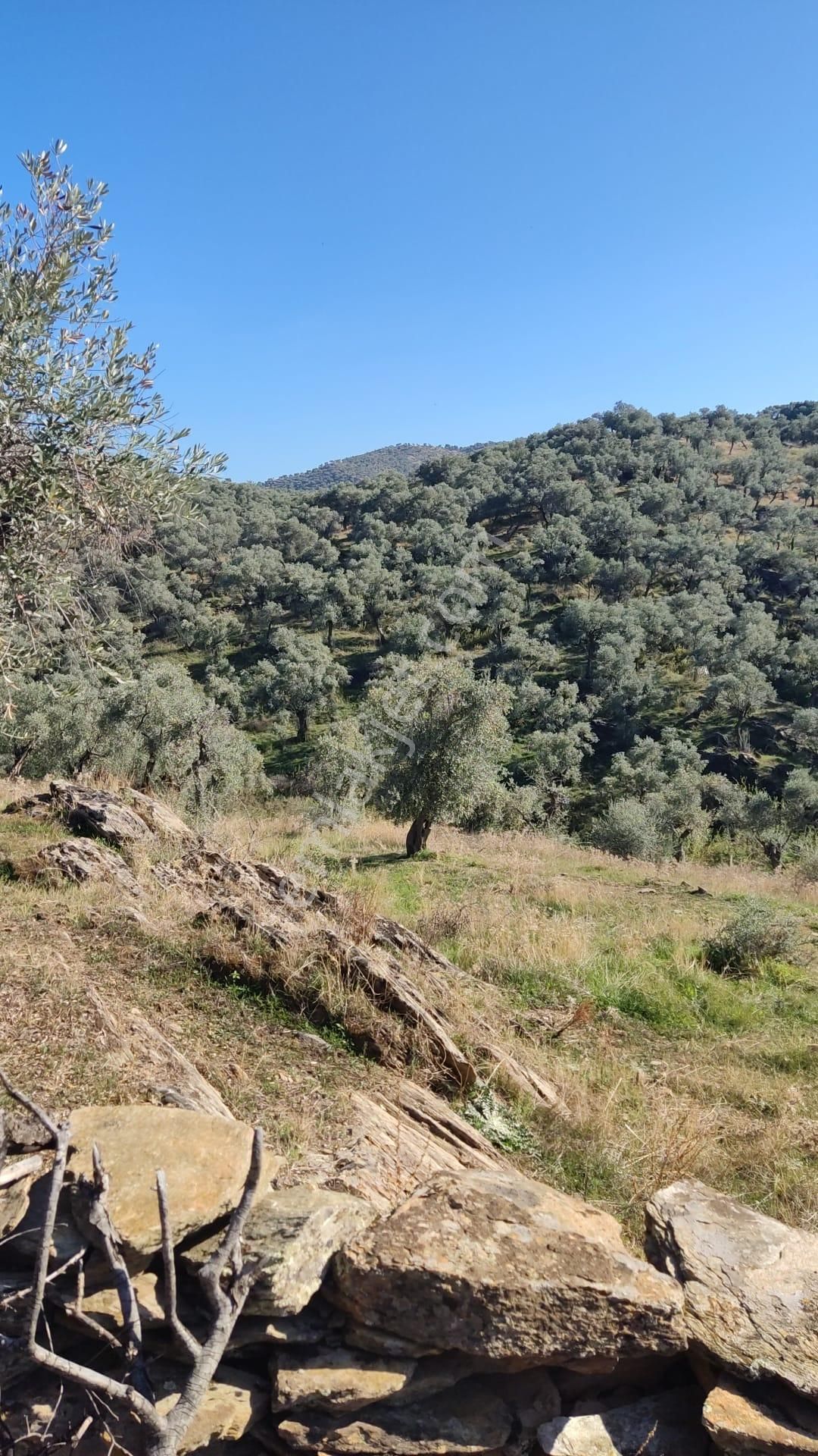 Muğla Milas Bafa'da Manzarası Güzel Köye Yakın 10.252 M2 Zeytinlik - Görsel 14