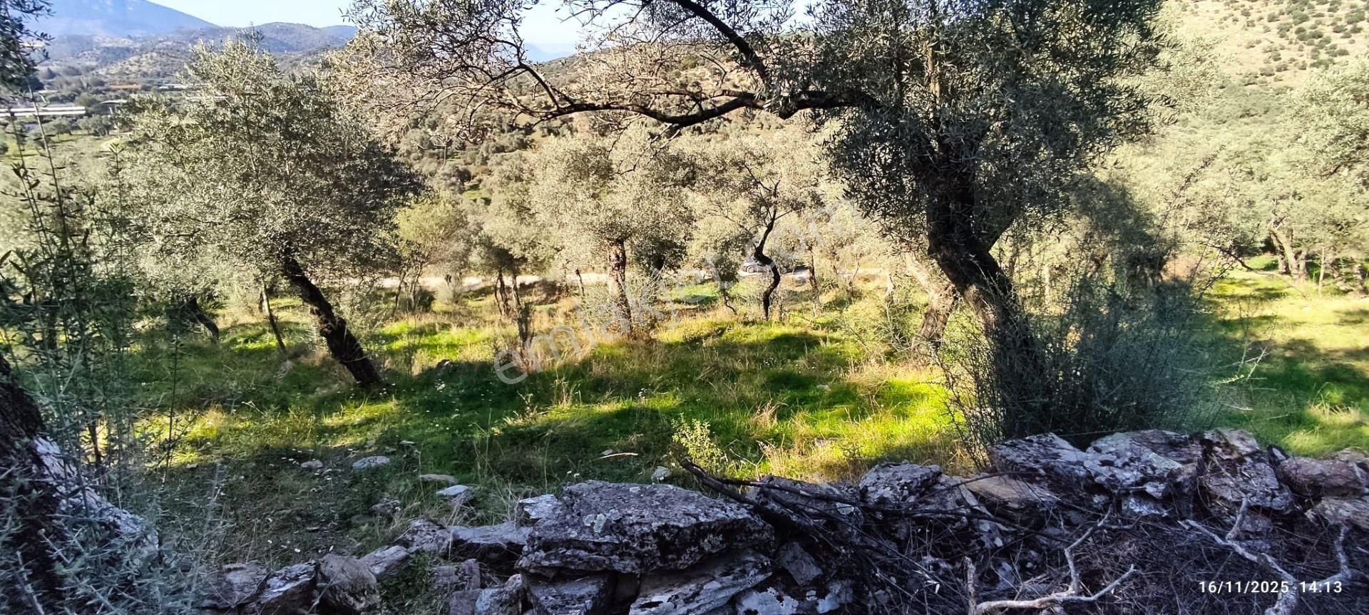 Muğla Milas Bafa'da Manzarası Güzel Köye Yakın 10.252 M2 Zeytinlik