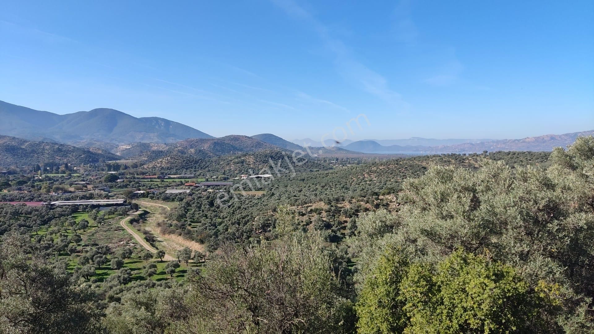 Muğla Milas Bafa'da Manzarası Güzel Köye Yakın 10.252 M2 Zeytinlik - Görsel 7