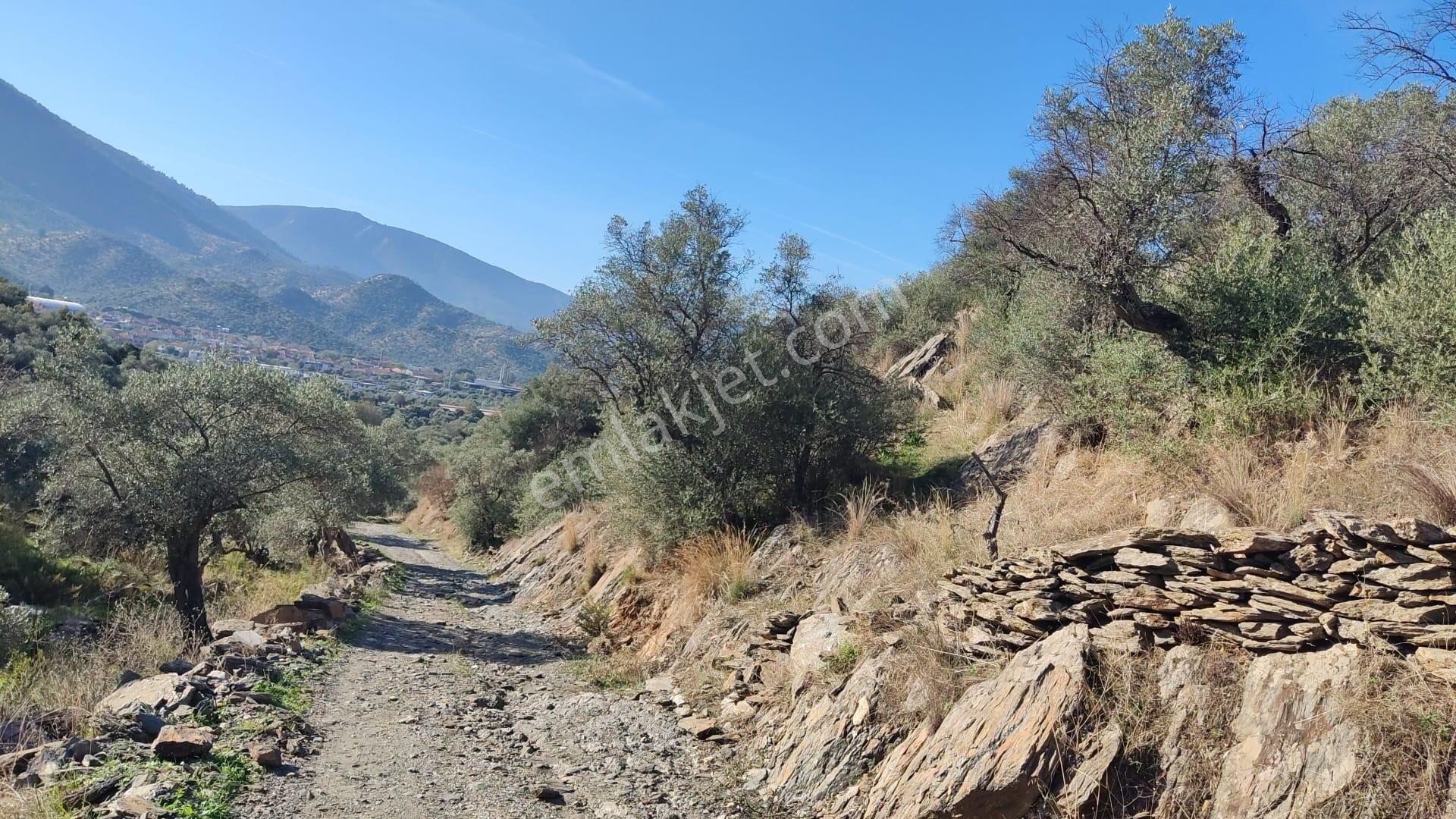 Muğla Milas Bafa'da Manzarası Güzel Köye Yakın 10.252 M2 Zeytinlik - Görsel 11