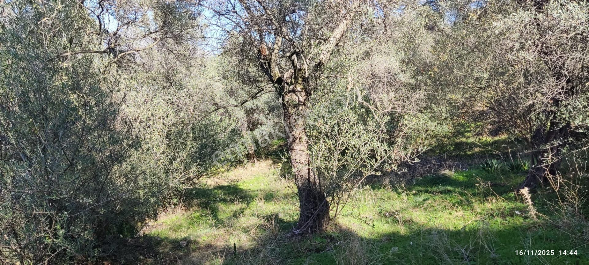 Muğla Milas Bafa'da Manzarası Güzel Köye Yakın 10.252 M2 Zeytinlik - Görsel 6