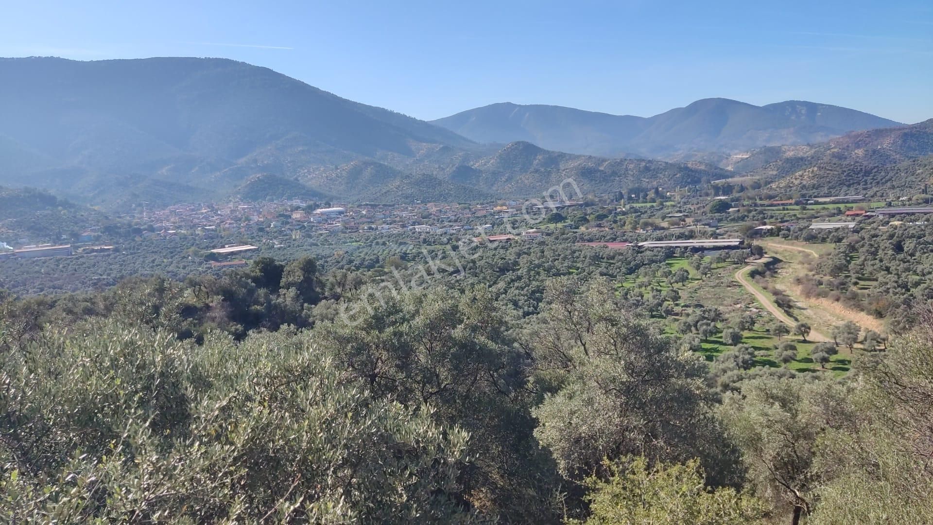 Muğla Milas Bafa'da Manzarası Güzel Köye Yakın 10.252 M2 Zeytinlik - Görsel 5