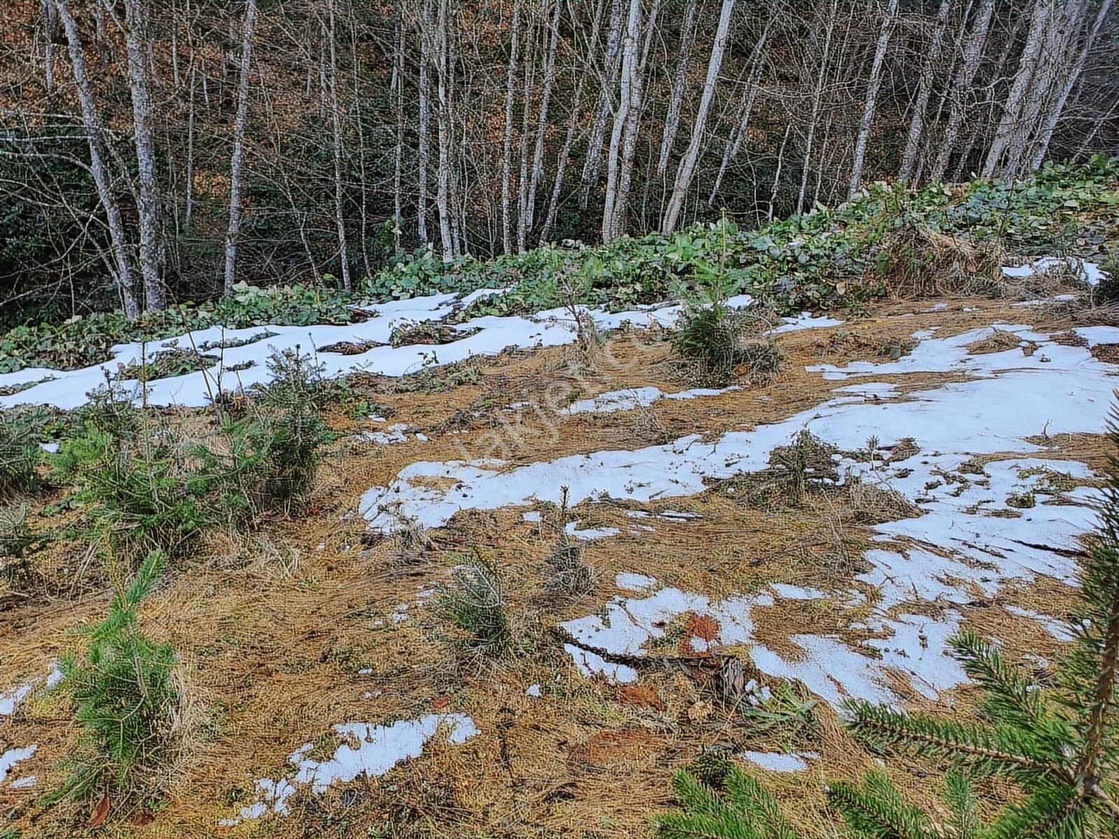 60-şeker Emlak Hendek Dikmen Yayla Mah.satılık Fırsat Arsa - Görsel 31