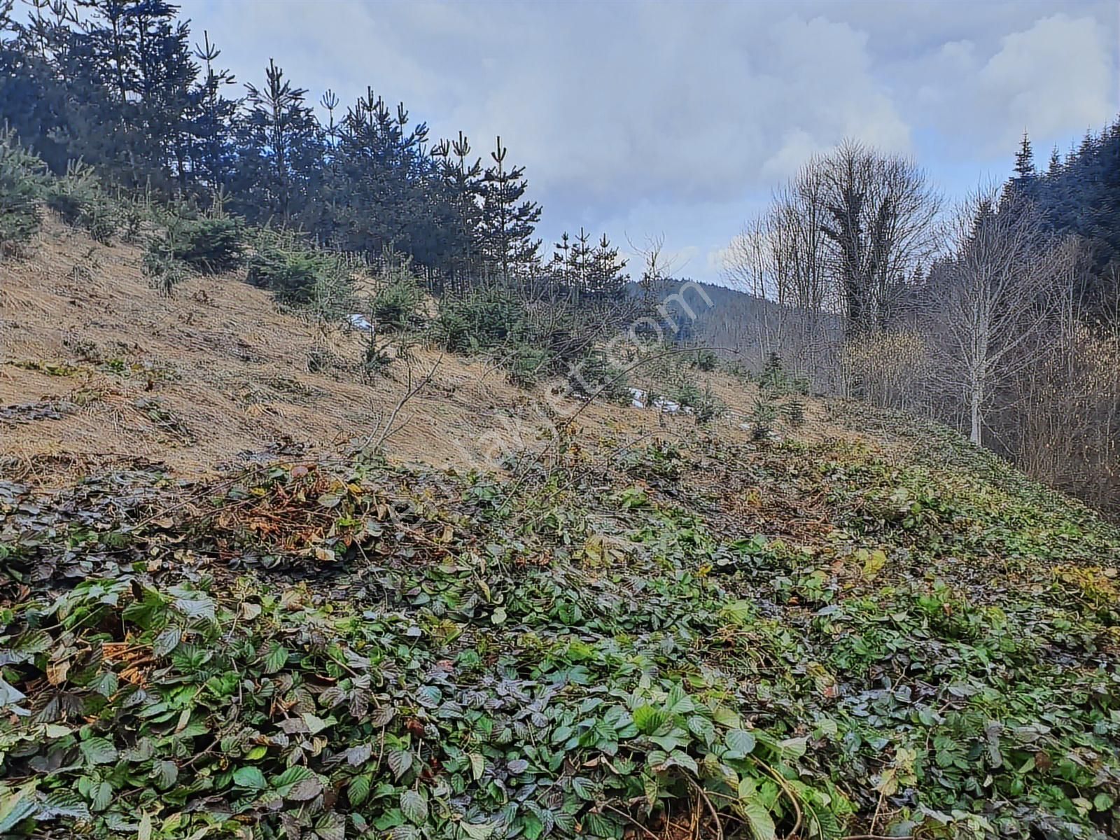 60-şeker Emlak Hendek Dikmen Yayla Mah.satılık Fırsat Arsa - Görsel 30