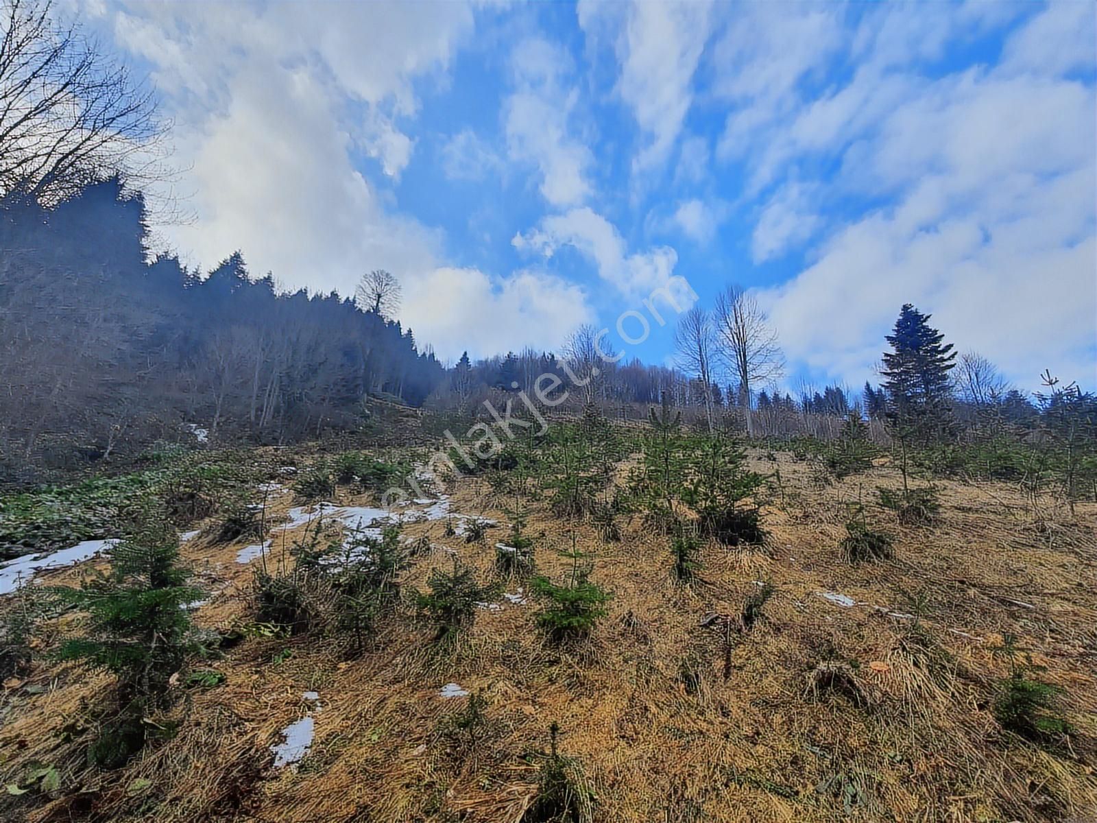 60-şeker Emlak Hendek Dikmen Yayla Mah.satılık Fırsat Arsa - Görsel 2