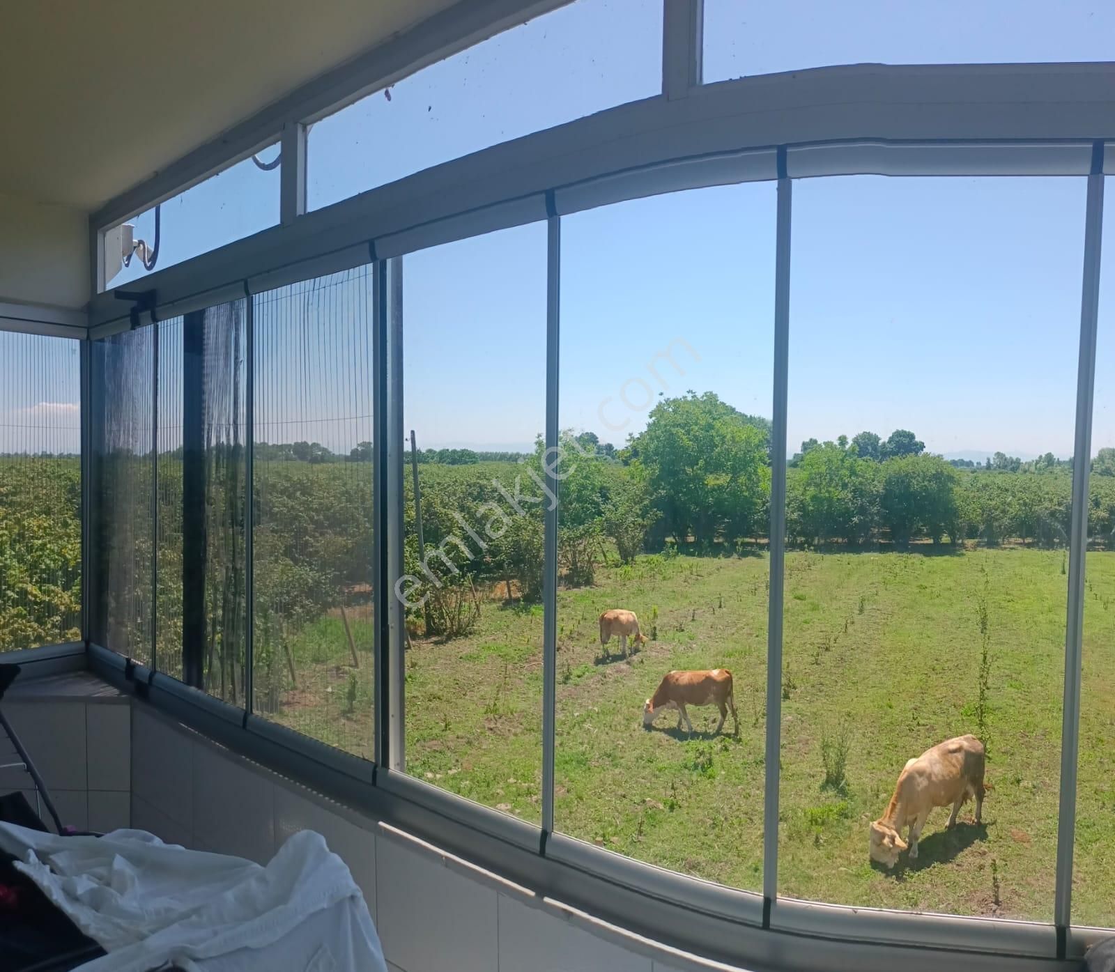 Satılık Çiftlik Ve Çiftlik Evi - Samsun Çarşamba Kızılot - Görsel 4