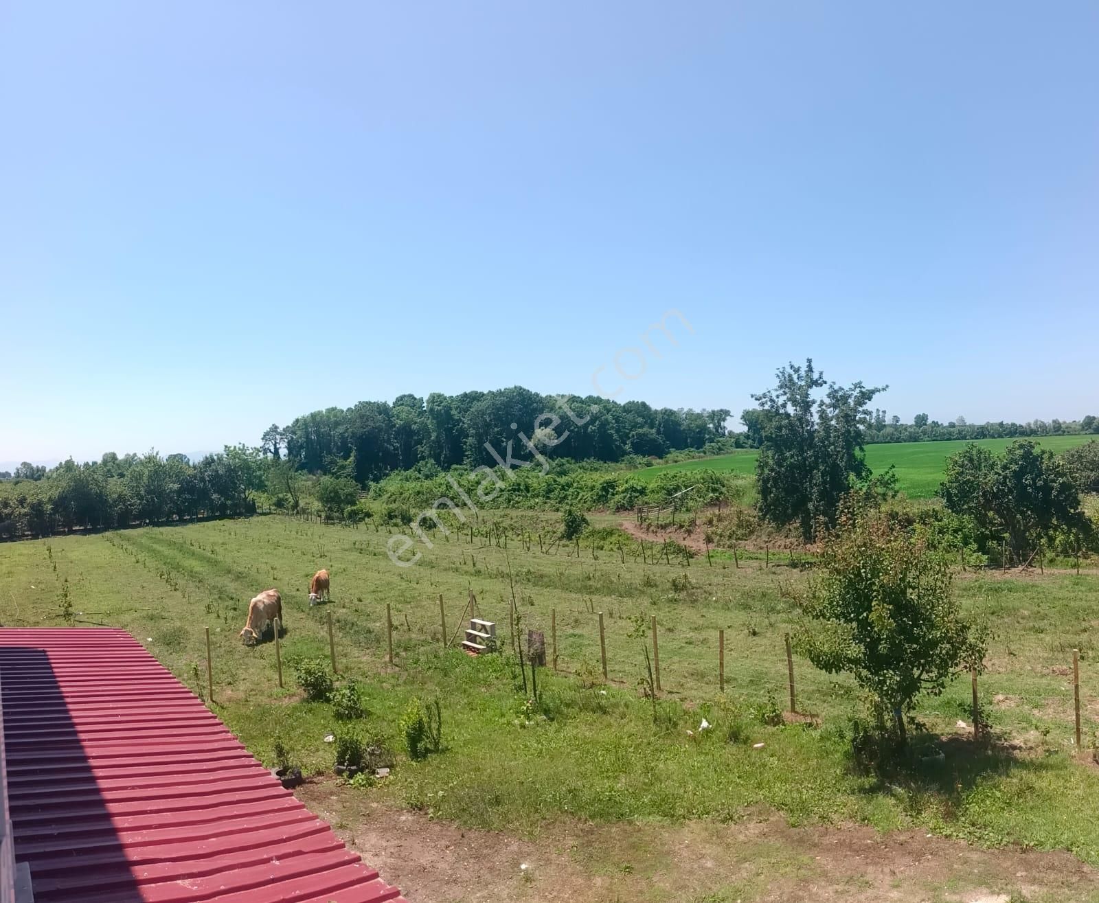 Satılık Çiftlik Ve Çiftlik Evi - Samsun Çarşamba Kızılot - Görsel 11