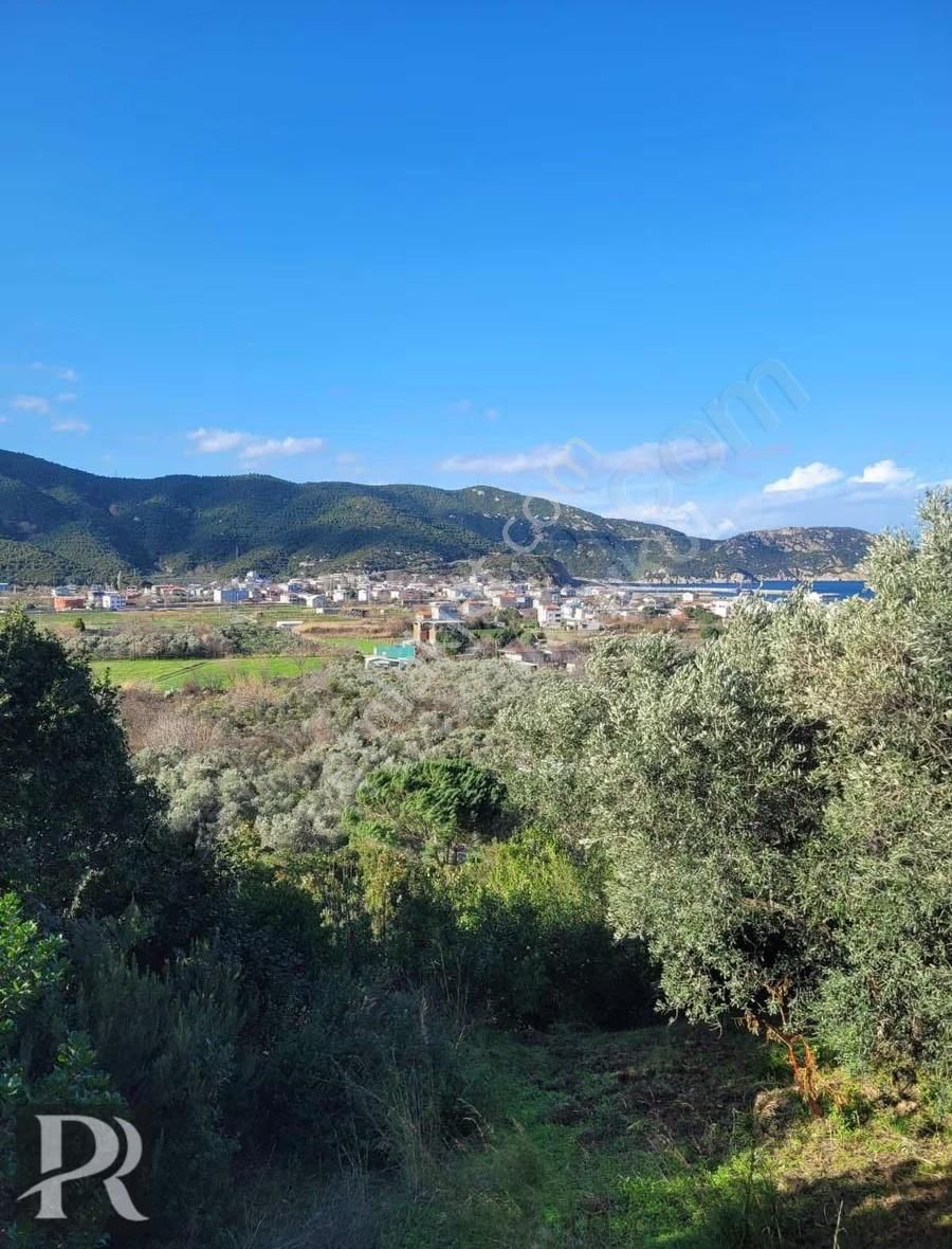 P&r Gayrimenkul'den Turan 'da Deniz Manzaralı Satılık Zeytinlik - Görsel 7