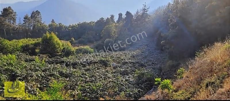 Aladağda Elektrik Su Yol Sorunu Olmayan Yetismis Kivi Bahcesı - Görsel 2