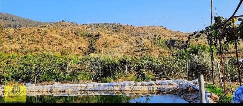 Aladağda Elektrik Su Yol Sorunu Olmayan Yetismis Kivi Bahcesı - Görsel 3