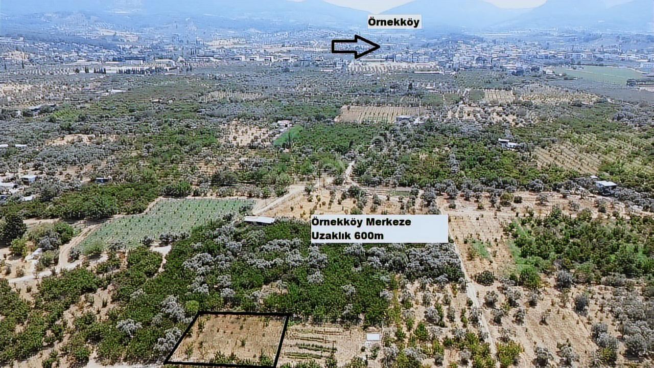 Kemalpaşa Örnekköyde Sondajlı Kiraz Bahçesi Satılık - Görsel 4