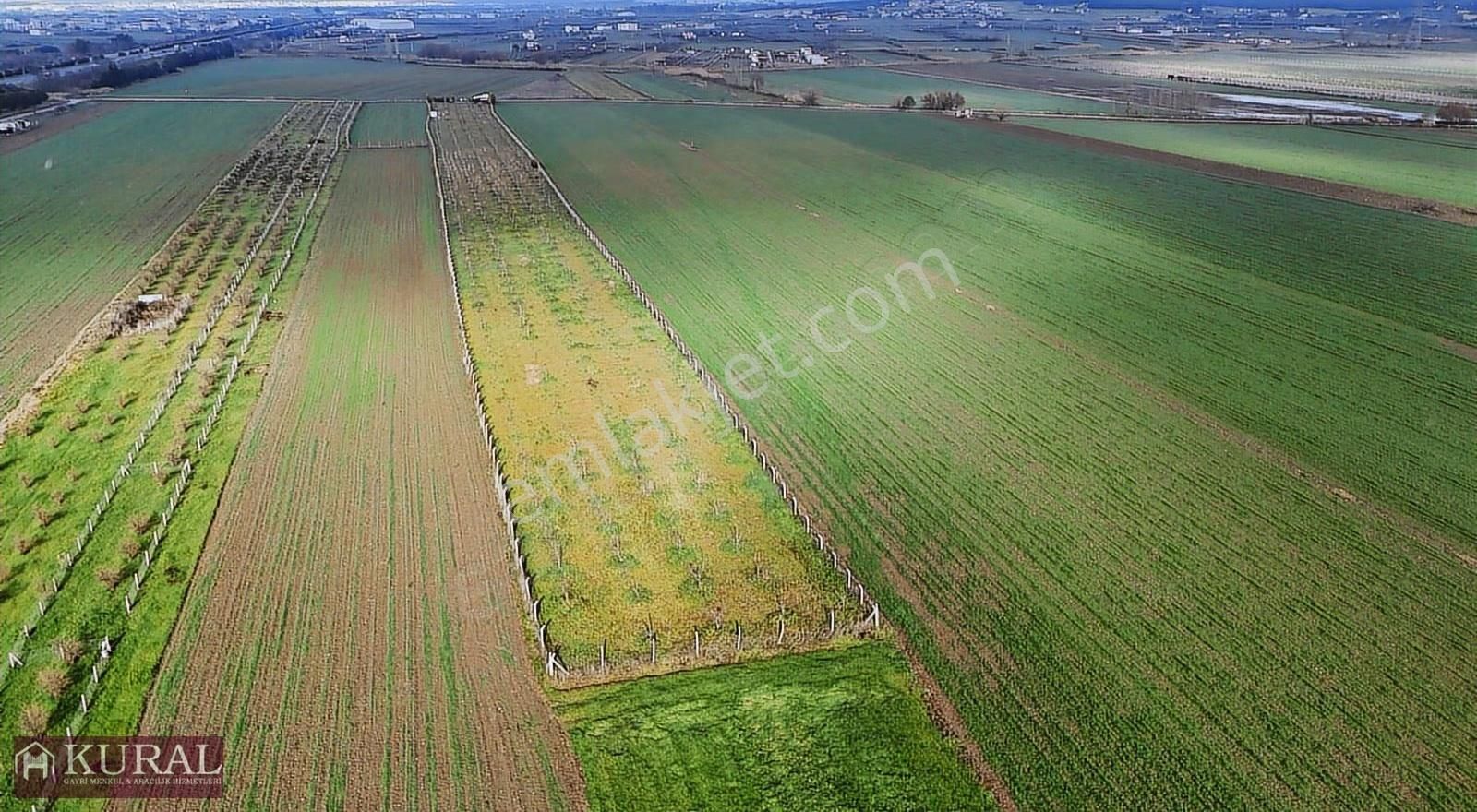 İzmir Torbalı Türkmende12,5 Dönüm 2+1evi Cevizbahçesi Elektriksu - Görsel 22