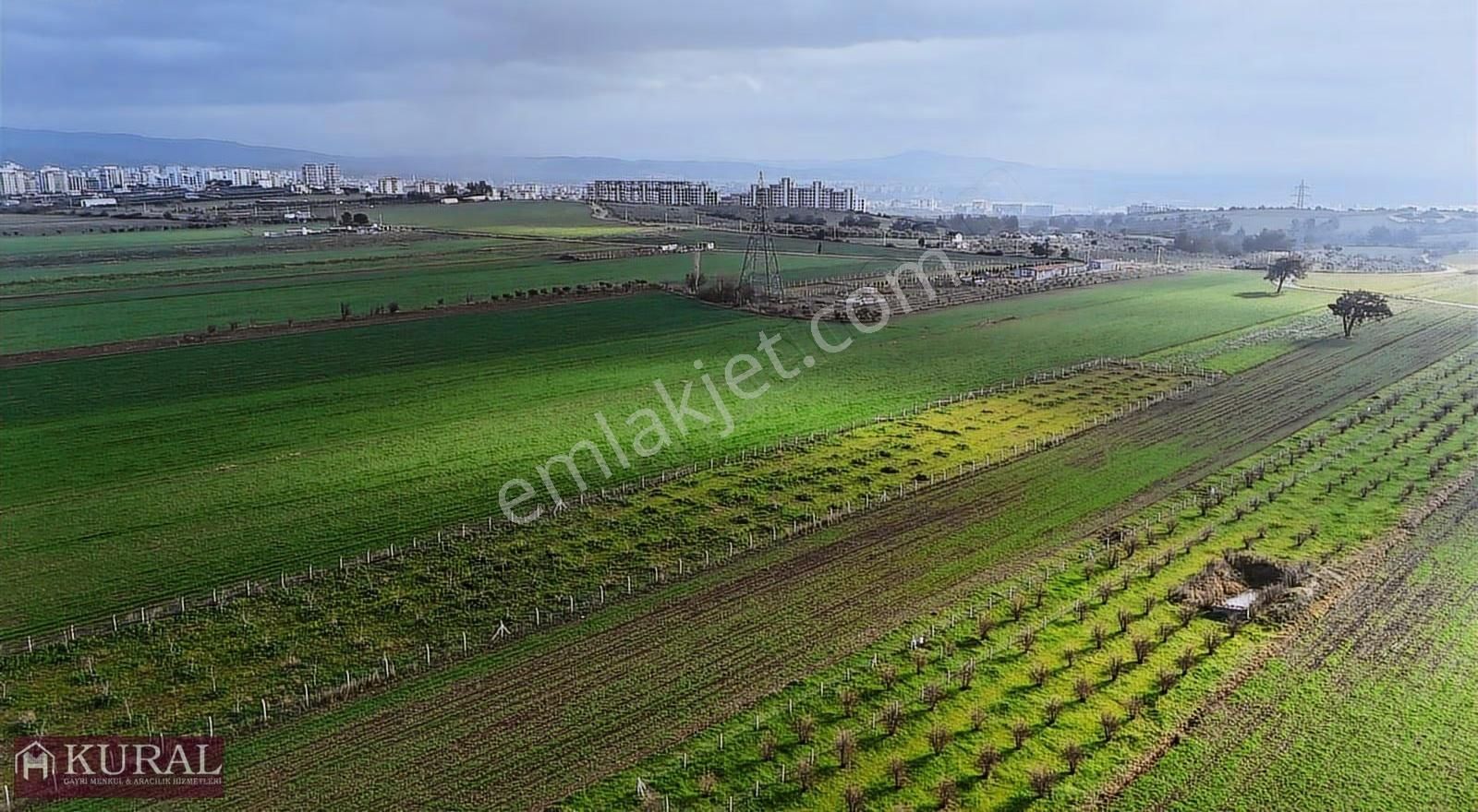 İzmir Torbalı Türkmende12,5 Dönüm 2+1evi Cevizbahçesi Elektriksu - Görsel 4