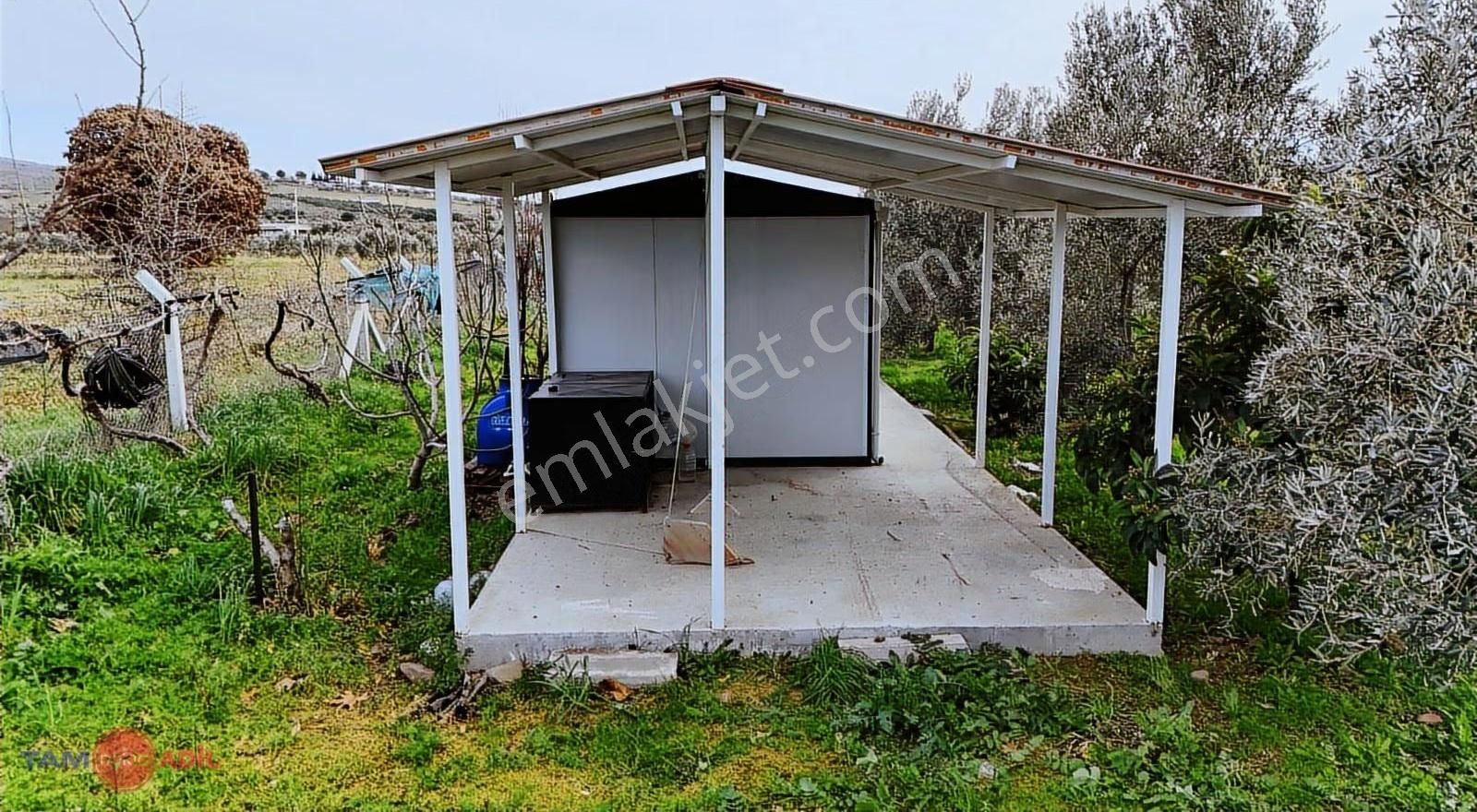 Dikili Kabakum'da Yatırımlık, Bakımlı Zeytinlik - Görsel 24