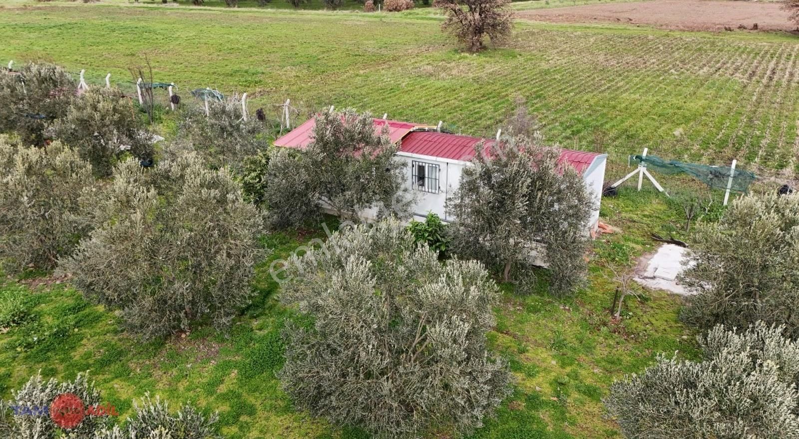 Dikili Kabakum'da Yatırımlık, Bakımlı Zeytinlik - Görsel 6