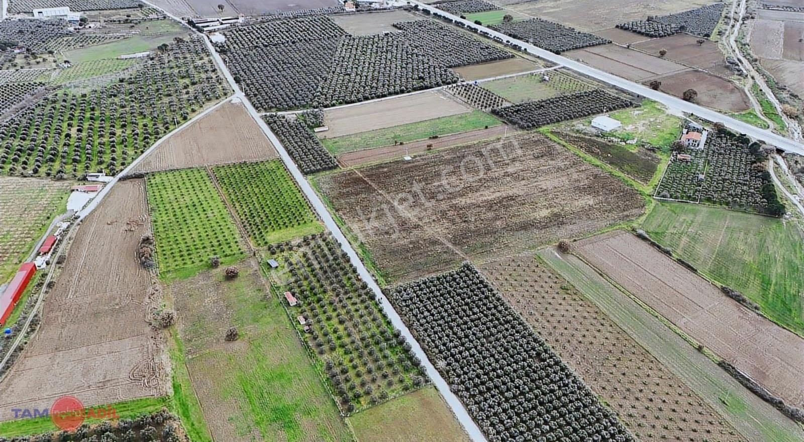 Dikili Kabakum'da Yatırımlık, Bakımlı Zeytinlik - Görsel 15