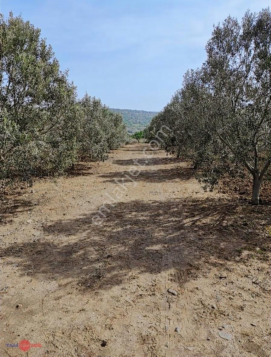 Dikili Kabakum'da Yatırımlık, Bakımlı Zeytinlik - Görsel 25