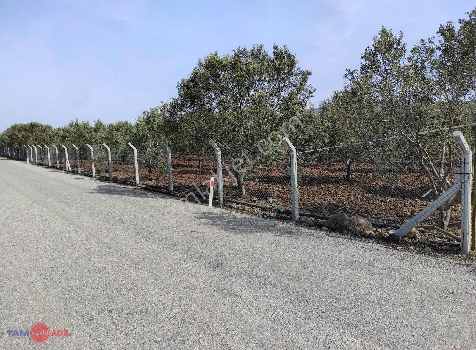 Dikili Kabakum'da Yatırımlık, Bakımlı Zeytinlik - Görsel 16