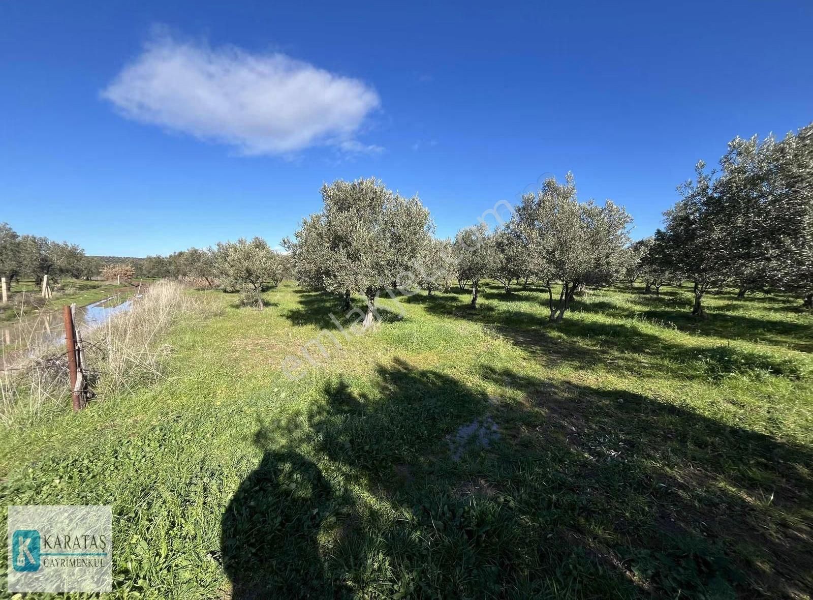 Ulubeyler'de Yol Cepheli Satılık 4.992 M2 Satılık Zeytinlik - Görsel 8