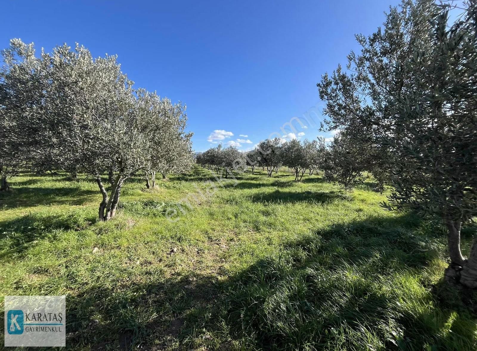 Ulubeyler'de Yol Cepheli Satılık 4.992 M2 Satılık Zeytinlik - Görsel 4