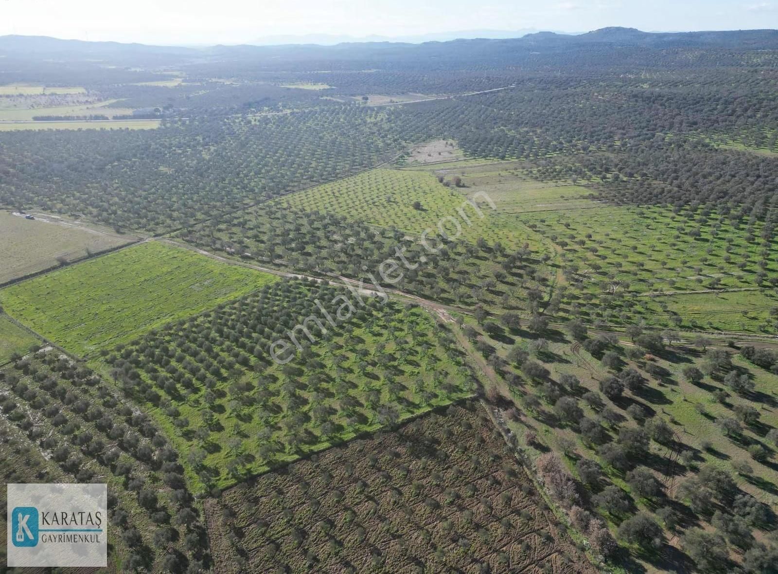 Ulubeyler'de Yol Cepheli Satılık 4.992 M2 Satılık Zeytinlik - Görsel 10