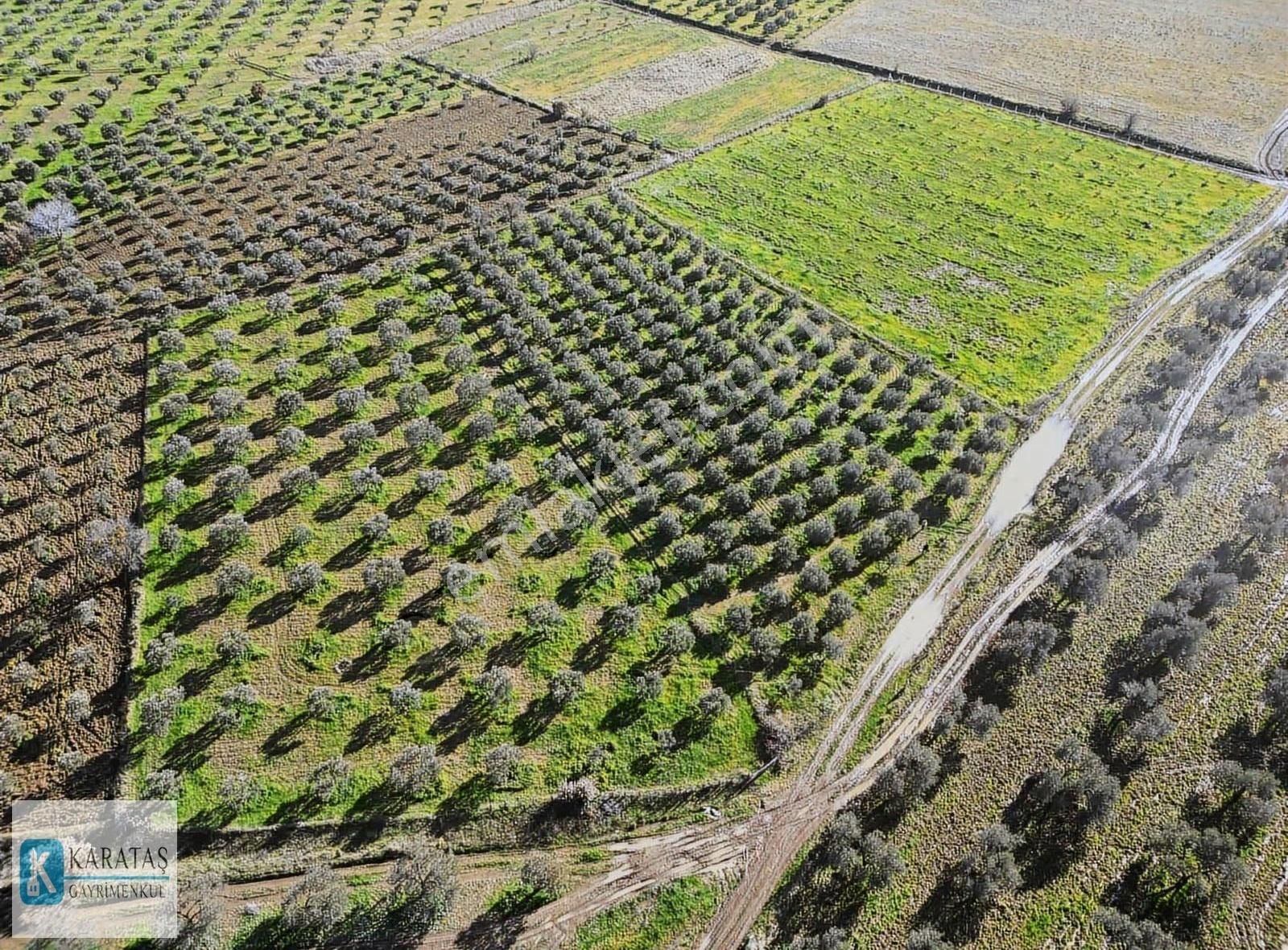 Ulubeyler'de Yol Cepheli Satılık 4.992 M2 Satılık Zeytinlik - Görsel 11