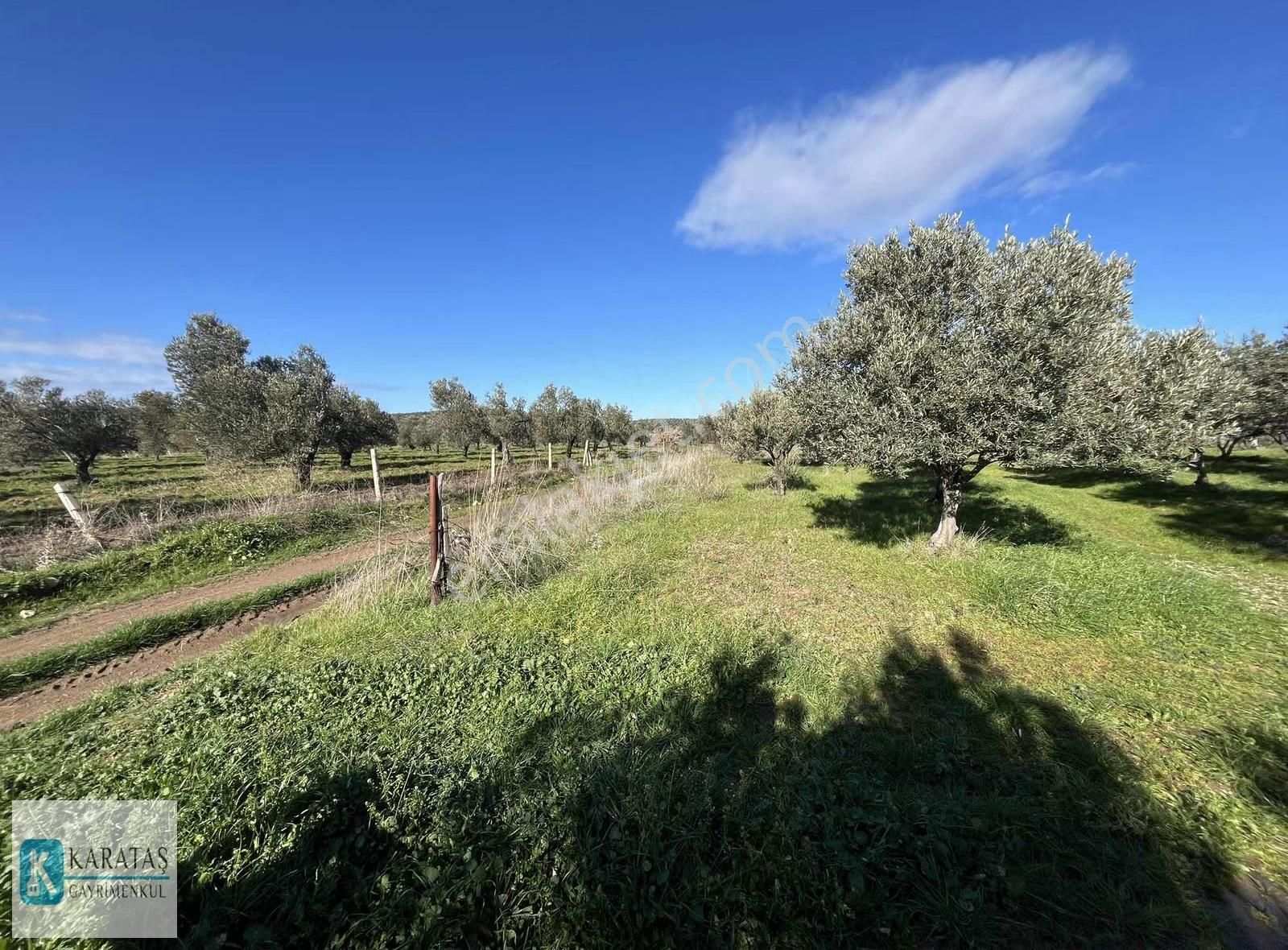 Ulubeyler'de Yol Cepheli Satılık 4.992 M2 Satılık Zeytinlik