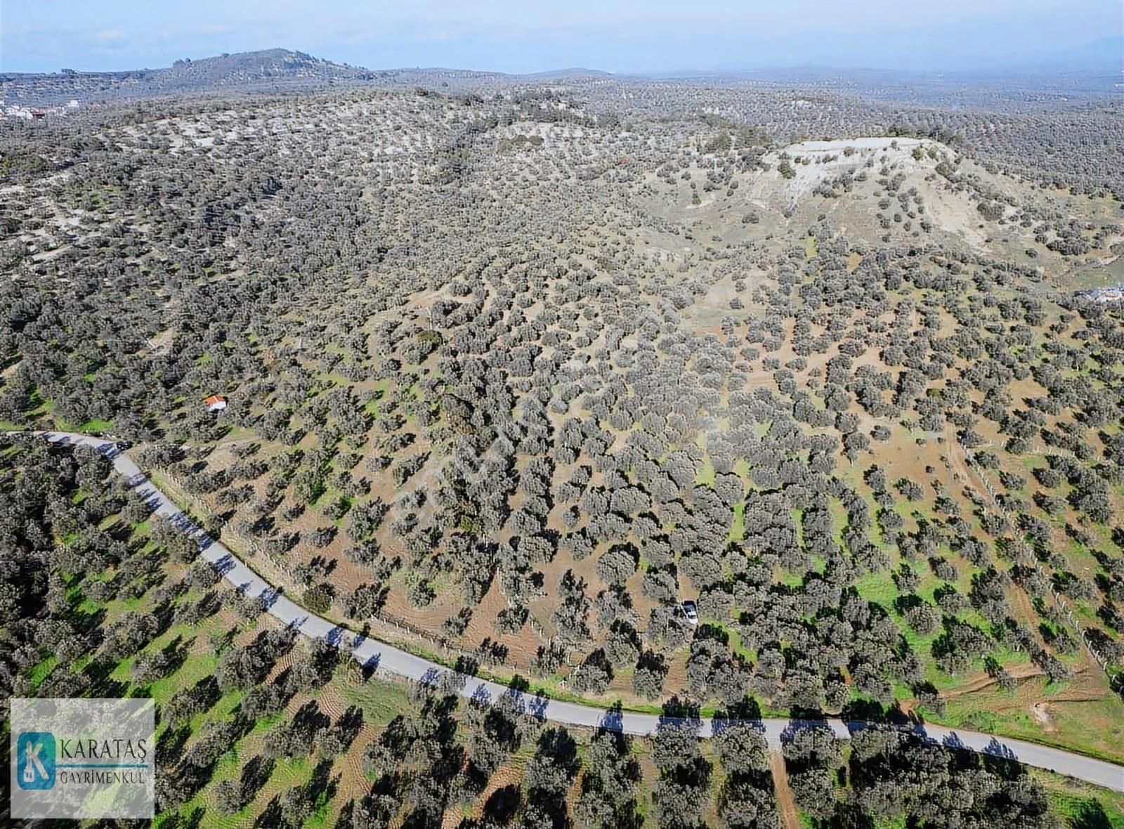 Ayvalık'ta Satılık Uygun Fiyatlı 107 Dönüm Zeytinlik - Görsel 14