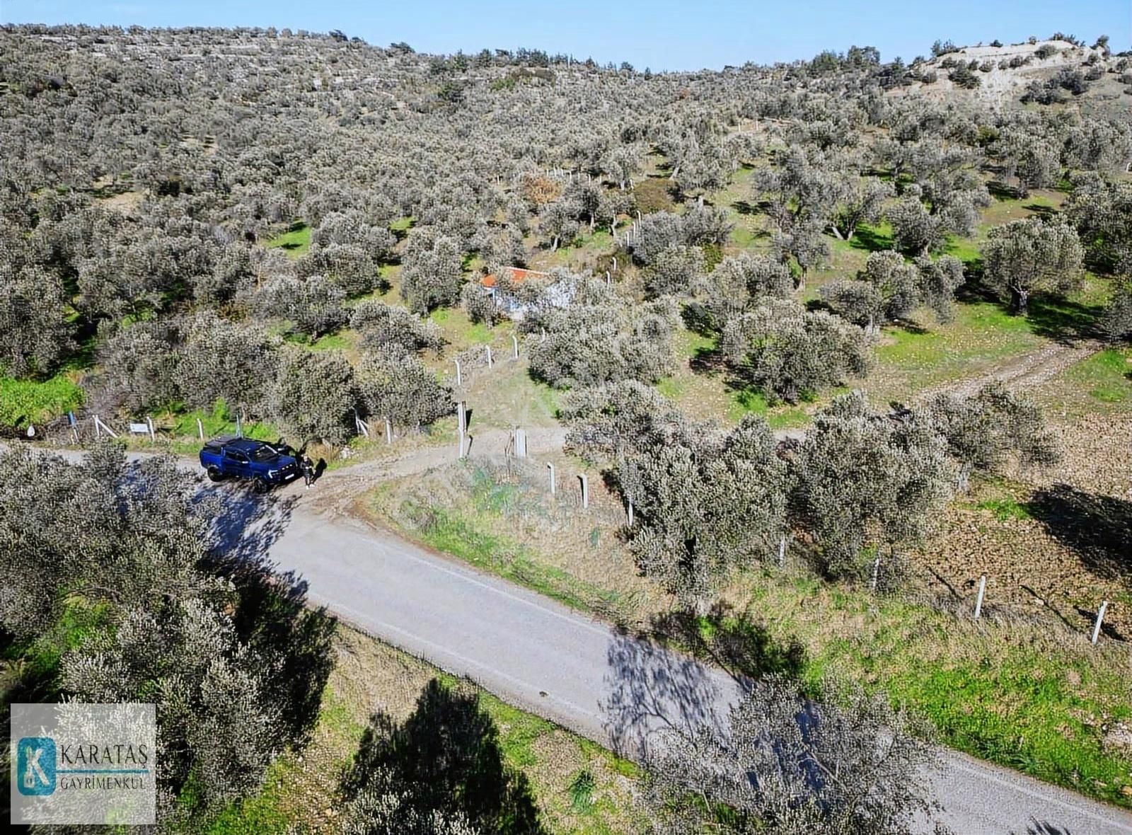 Ayvalık'ta Satılık Uygun Fiyatlı 107 Dönüm Zeytinlik - Görsel 13