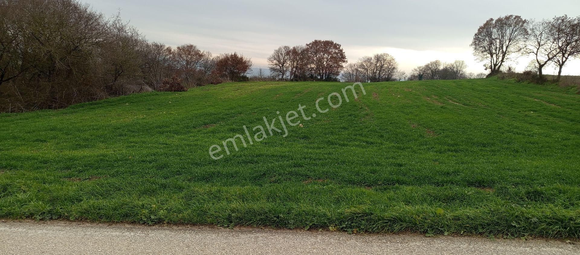 Mudanya Yörükyenicesi Mahallesi Satılık 2.117 Mt2 Tarla