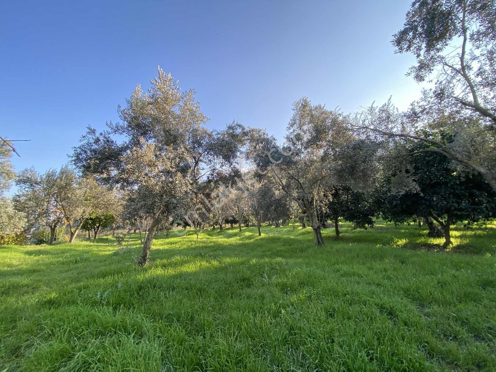 Aydın Bahçearasın Da Satılık Toplam 14.328 M2 3 Tapu Tarla - Görsel 11