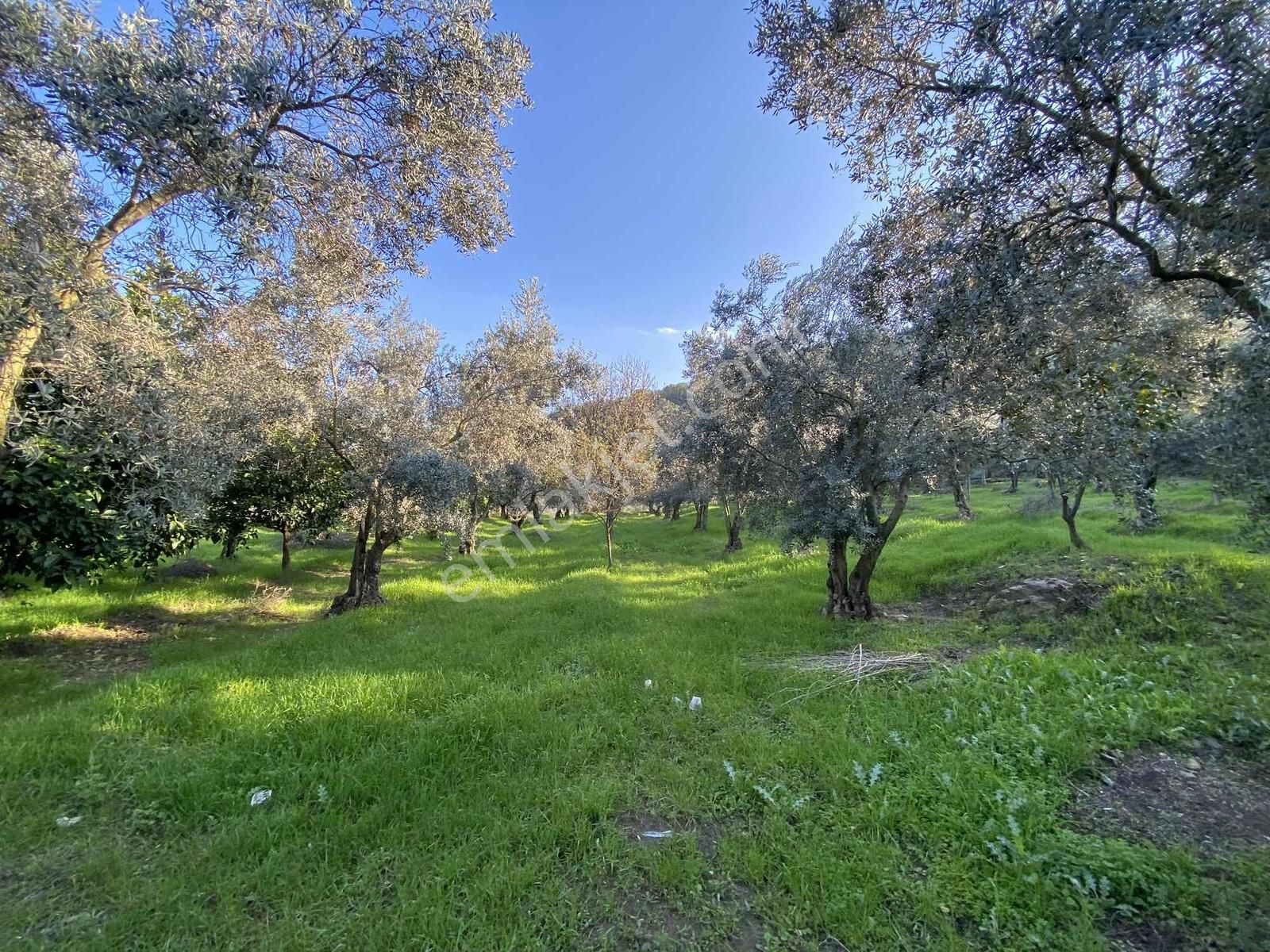 Aydın Bahçearasın Da Satılık Toplam 14.328 M2 3 Tapu Tarla - Görsel 3