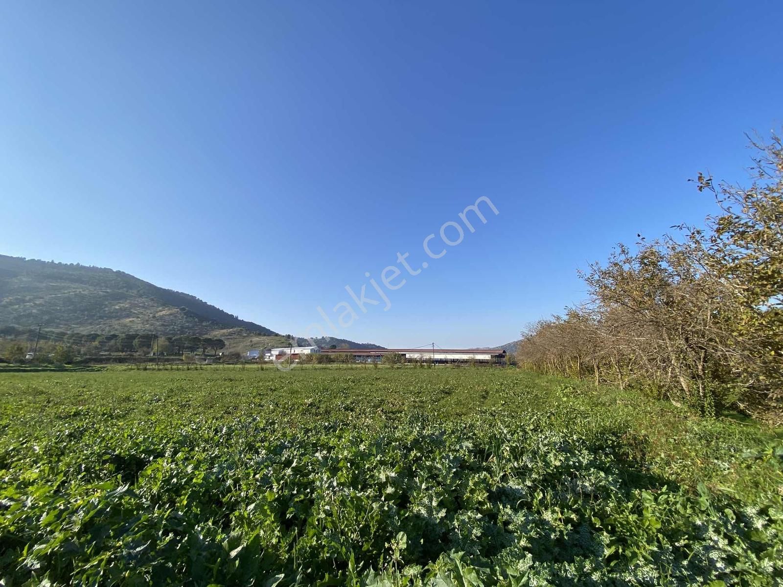 Aydın Bahçearasın Da Satılık Toplam 14.328 M2 3 Tapu Tarla - Görsel 26