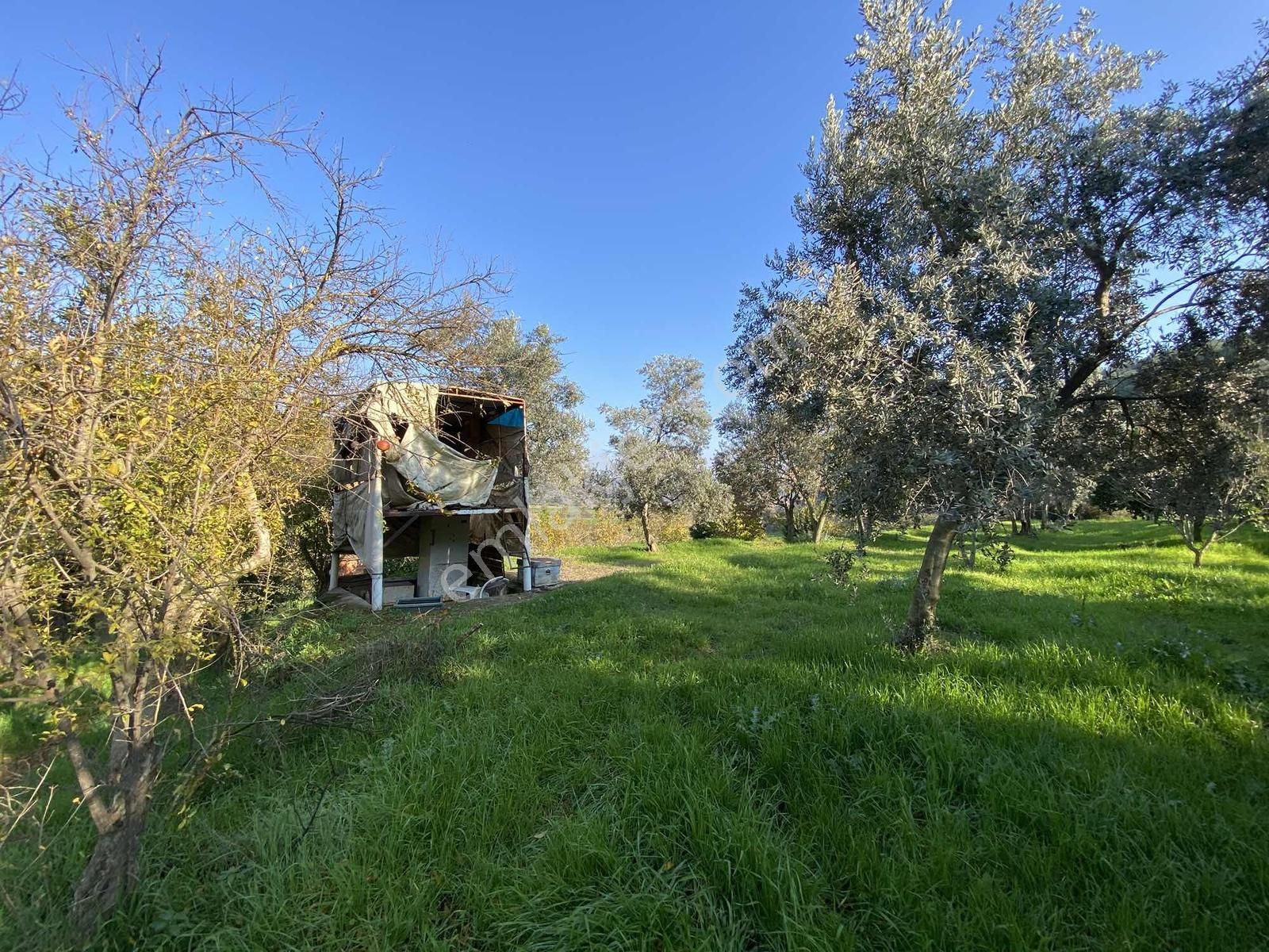 Aydın Bahçearasın Da Satılık Toplam 14.328 M2 3 Tapu Tarla - Görsel 7